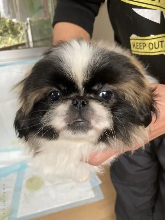 ID:2110-03069の子犬