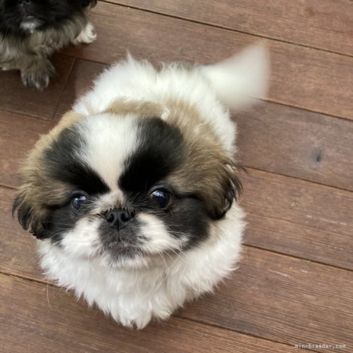 dog_img_1_66bc6b07dd53.jpg