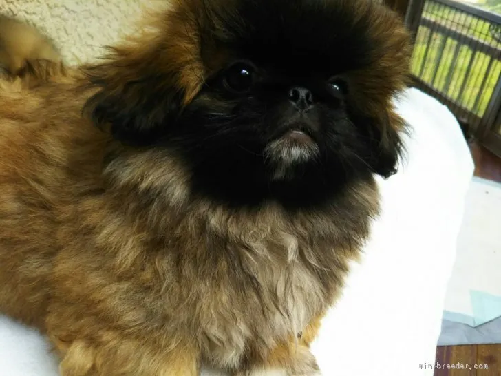 ID:2102-00939の子犬