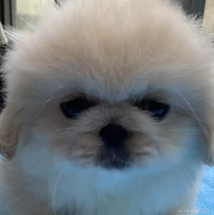 ID:2408-02552の子犬
