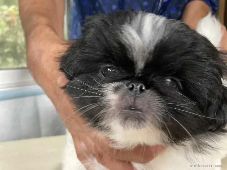 ID:2110-03064の子犬