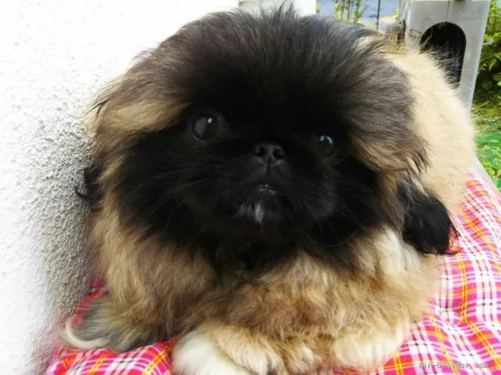 ID:2102-01994の子犬
