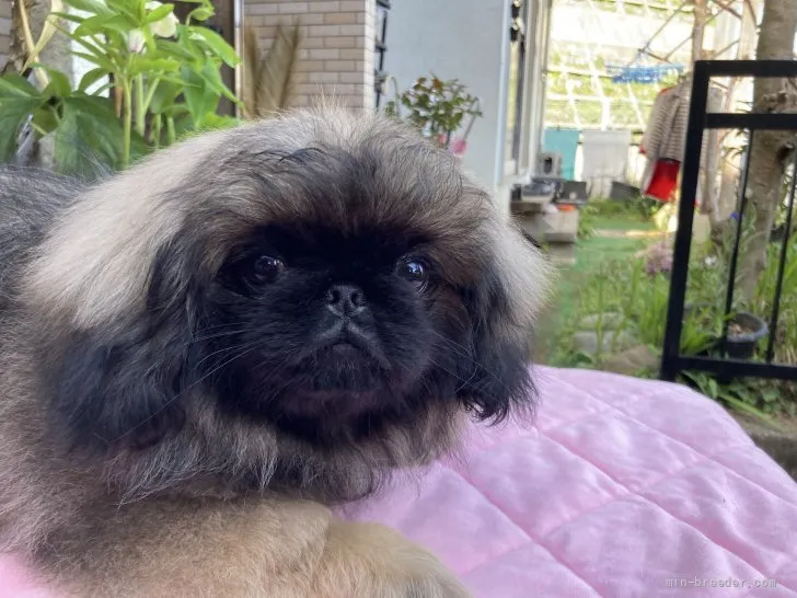ID：2203-03597の子犬