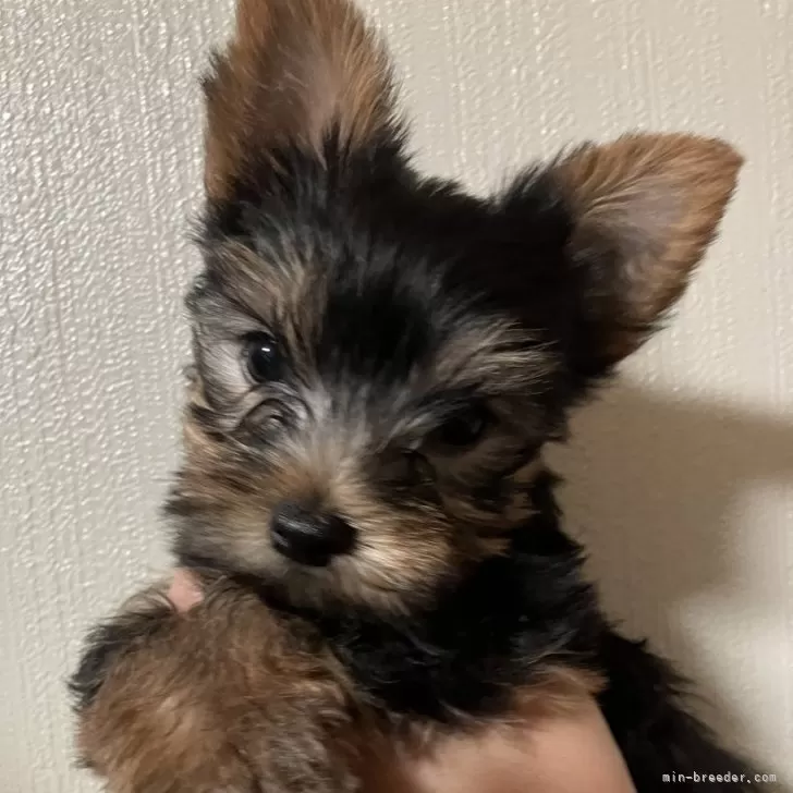 ID:2409-04420の子犬