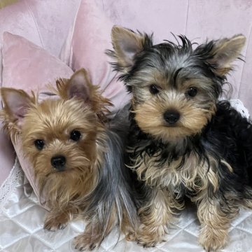 ヨークシャーテリア【広島県・男の子・2025年7月20日・スチールブルー&タン】の写真「オメメぱっちりです👀」