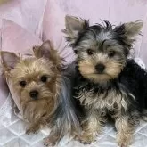 ヨークシャーテリア【広島県・男の子・2025年7月20日・スチールブルー&タン】の写真1「ボクとママのツーショットです💓ワクチン2回目も終わりました💉」