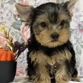 ヨークシャーテリア【広島県・男の子・2025年7月20日・スチールブルー&タン】の写真2