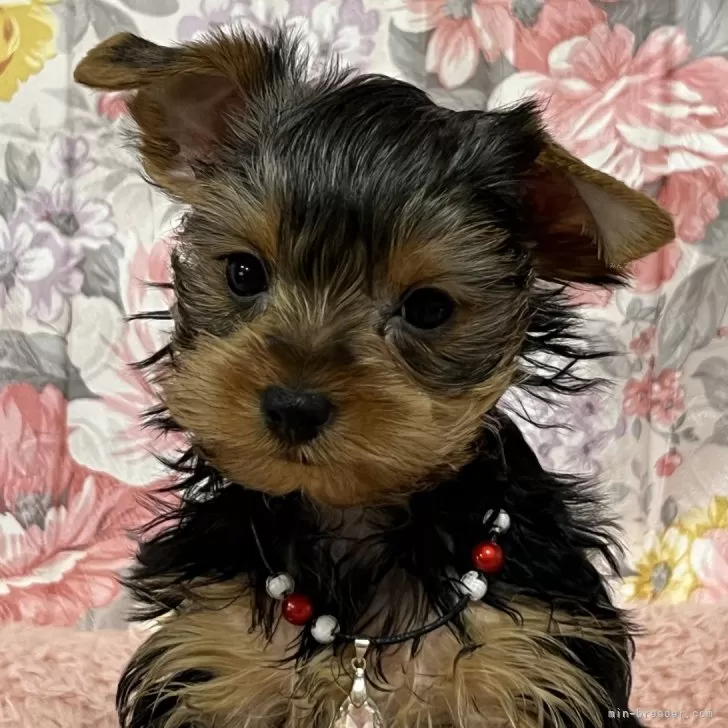 ID:2311-06570の子犬