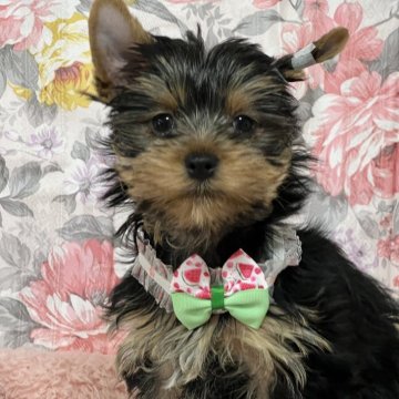 ヨークシャーテリア【広島県・男の子・2023年10月23日・スチールブルー&タン】の写真「愛嬌たっぷりの天真爛漫な子です。少し大きめな僕です」