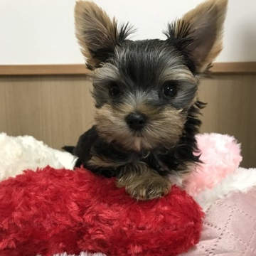 ヨークシャーテリア【広島県・男の子・2022年8月13日・スチールブルー&タン】の写真「甘えん坊で愛嬌たっぷり💞
元気良く、あそんでます」