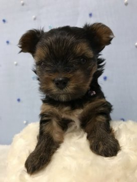 ヨークシャーテリア【広島県・男の子・2020年5月18日・スチールブルー&タン】の写真「最近よく探検をする様になりました🐶」