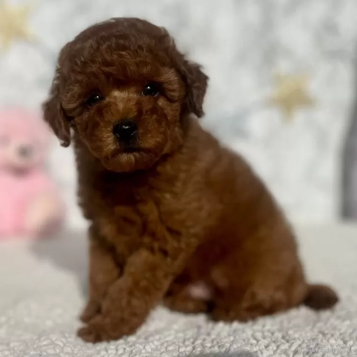 ID：2502-00808の子犬