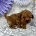 タイニープードル【三重県・男の子・2024年10月5日・オレンジ・フォーン】の写真2