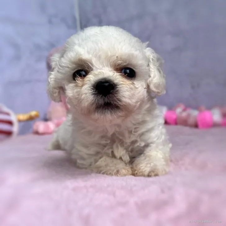 ID：2306-03278の子犬