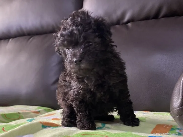 ID:2111-00742の子犬