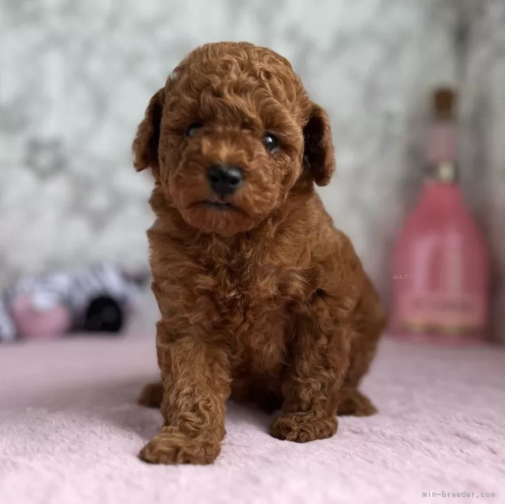 ID:2402-06940の子犬