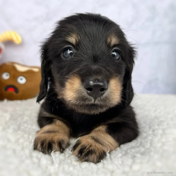 ID:2304-03389の子犬