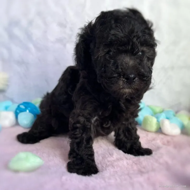 ID:2305-01546の子犬