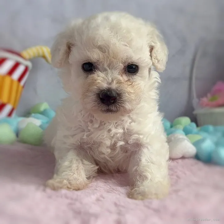 ID:2306-03290の子犬
