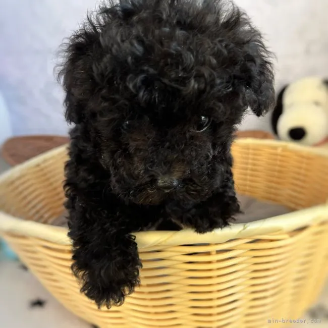 ID:2212-04905の子犬