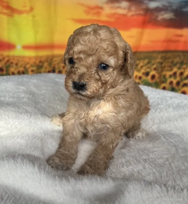 ID：2203-00614の子犬