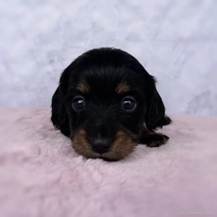 ID:2303-05347の子犬