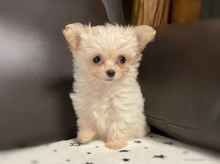 ID：2204-01544の子犬