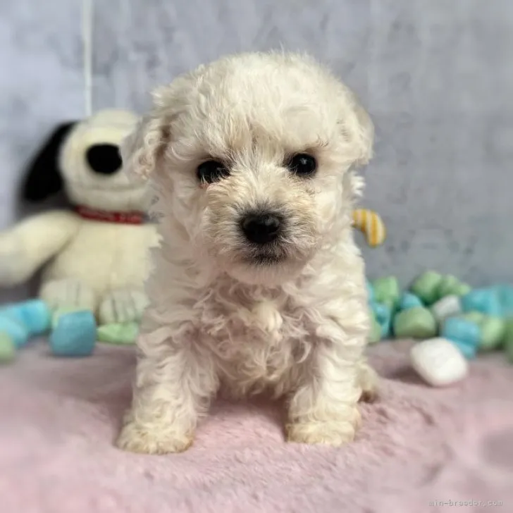 ID：2306-03292の子犬