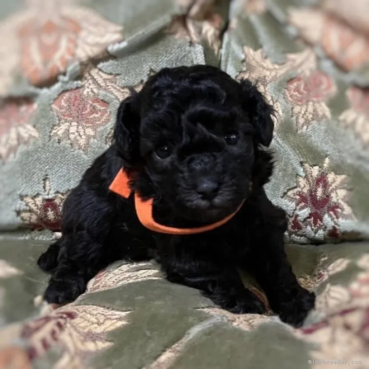 ID:2301-04087の子犬