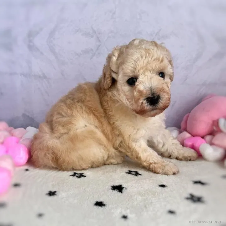 ID:2209-01316の子犬