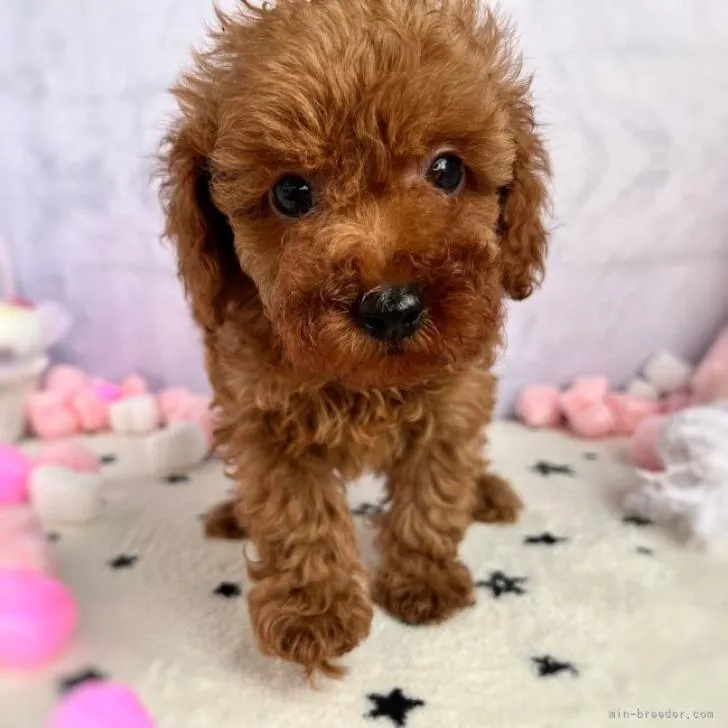 ID：2209-01303の子犬