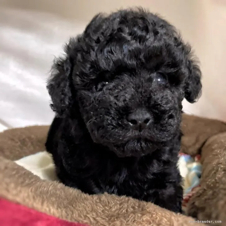 ID：2211-04134の子犬