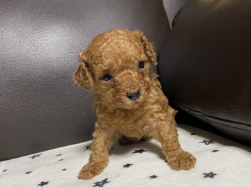 トイプードル(タイニー)【三重県・男の子・2022年2月15日・レッド】の写真「ちっちゃいタイニーくん🥰」