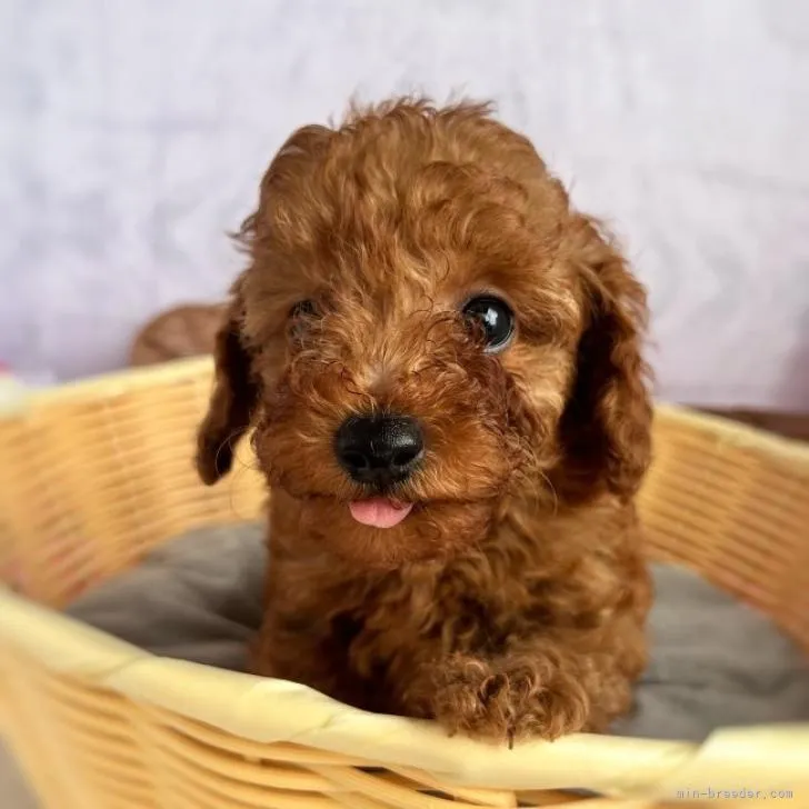 ID：2209-01309の子犬