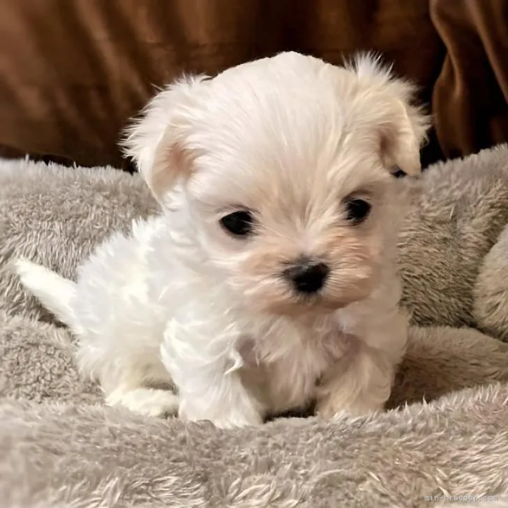 ID:2211-03578の子犬