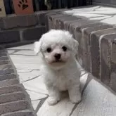 ビションフリーゼ