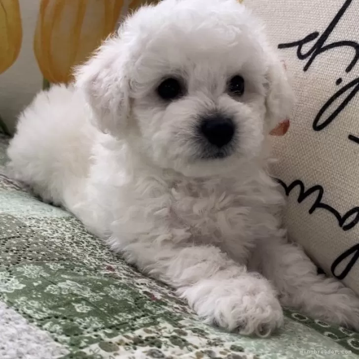 Leo 様のお迎えした子犬