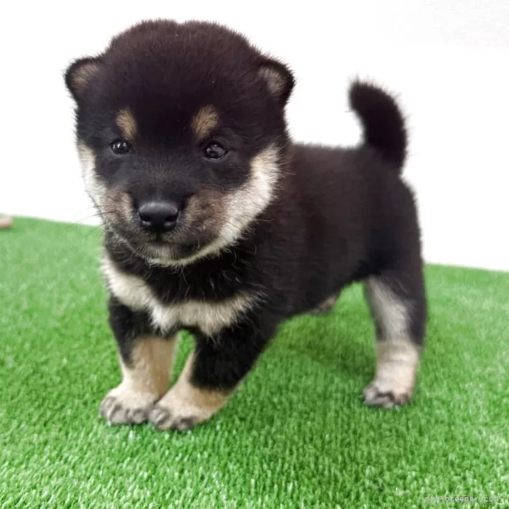 ID:2507-01869の子犬