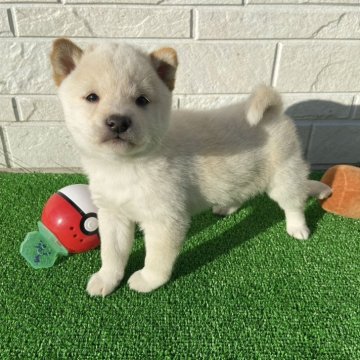柴犬(豆柴)【岡山県・男の子・2024年12月17日・白色】の写真「✨両親豆柴認定犬✨優しいお顔の男の子！」