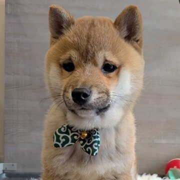 柴犬(豆柴)【岡山県・男の子・2024年11月9日・赤】の写真「元気で超可愛い豆柴くん！🐾すぐにお迎えできます」