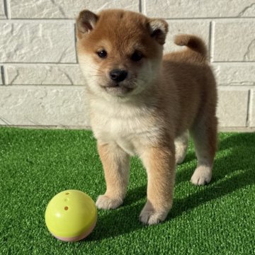 柴犬(豆柴)【岡山県・男の子・2024年12月17日・赤】の写真「✨両親豆柴認定犬✨まんまるお顔の男の子！」