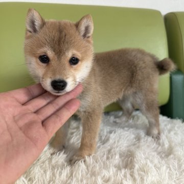 柴犬(豆柴)【岡山県・女の子・2024年11月9日・赤】の写真「🐾人懐っこく可愛らしい女の子です！」