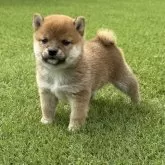 豆柴