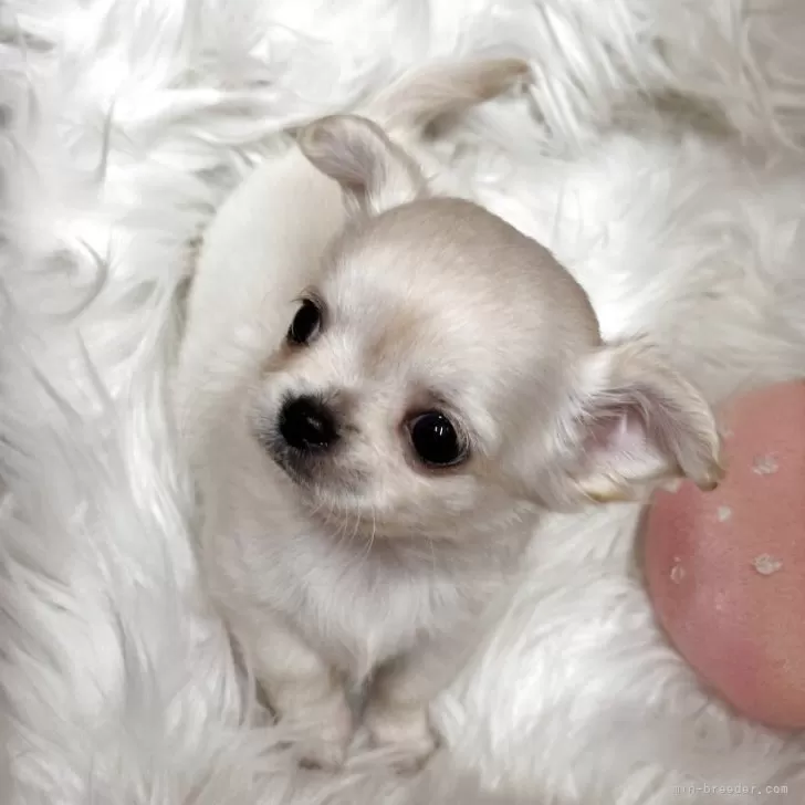 ID：2504-07257の子犬