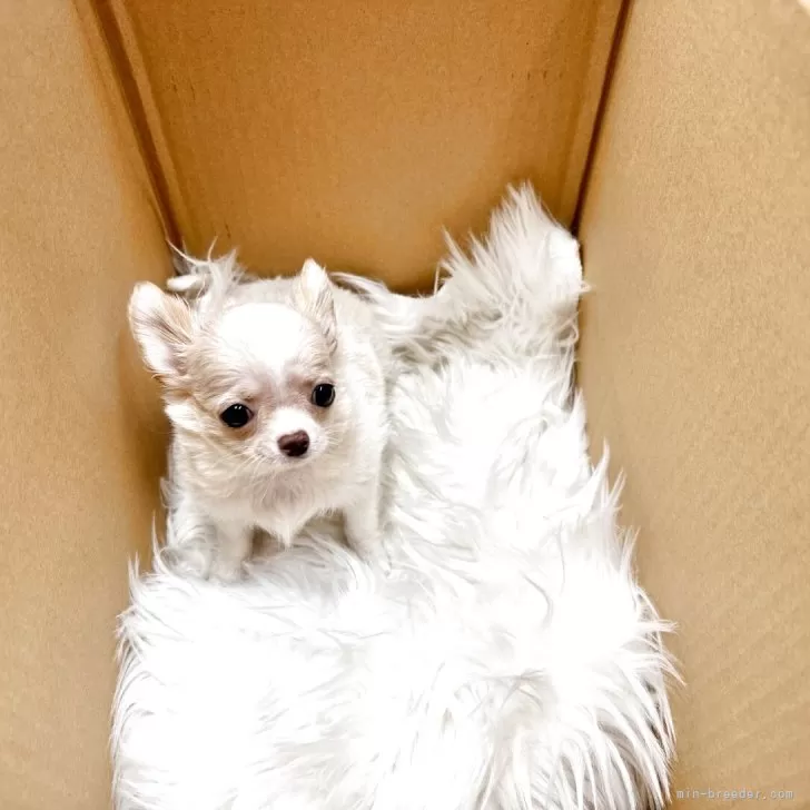 ID：2503-08280の子犬