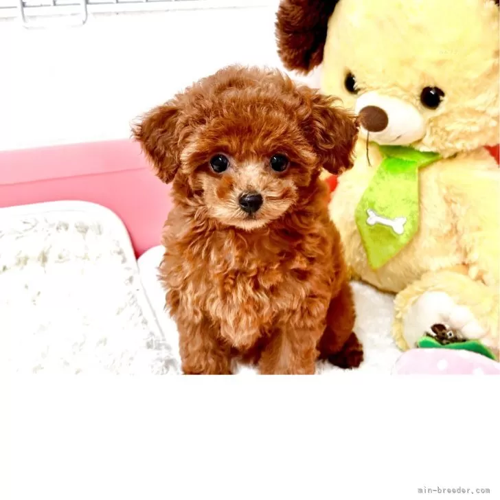 S.H 様のお迎えした子犬