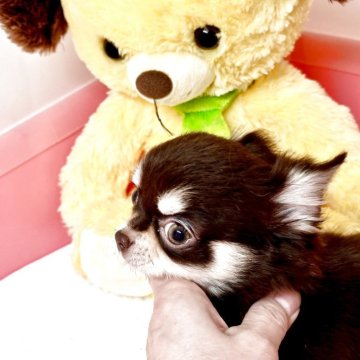 チワワ(ロング)【滋賀県・女の子・2025年7月30日・チョコクリーム】の写真「❤️人が大好き❤」