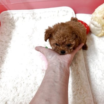 トイプードル(ティーカップ)【滋賀県・男の子・2025年9月15日・レッドフォーン】の写真「❤️手のひらサイズ❤️」