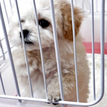 トイプードル(ティーカップ)【滋賀県・女の子・2025年9月19日・クリーム】の写真「❤️涙やけ無し大きな瞳❤️」