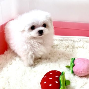 マルチーズ【滋賀県・男の子・2025年9月1日・ホワイト】の写真「🌟短期募集本日16時迄🌟」